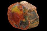 Polished, Rainbow Petrified Wood (Araucarioxylon) - Arizona #159712-1